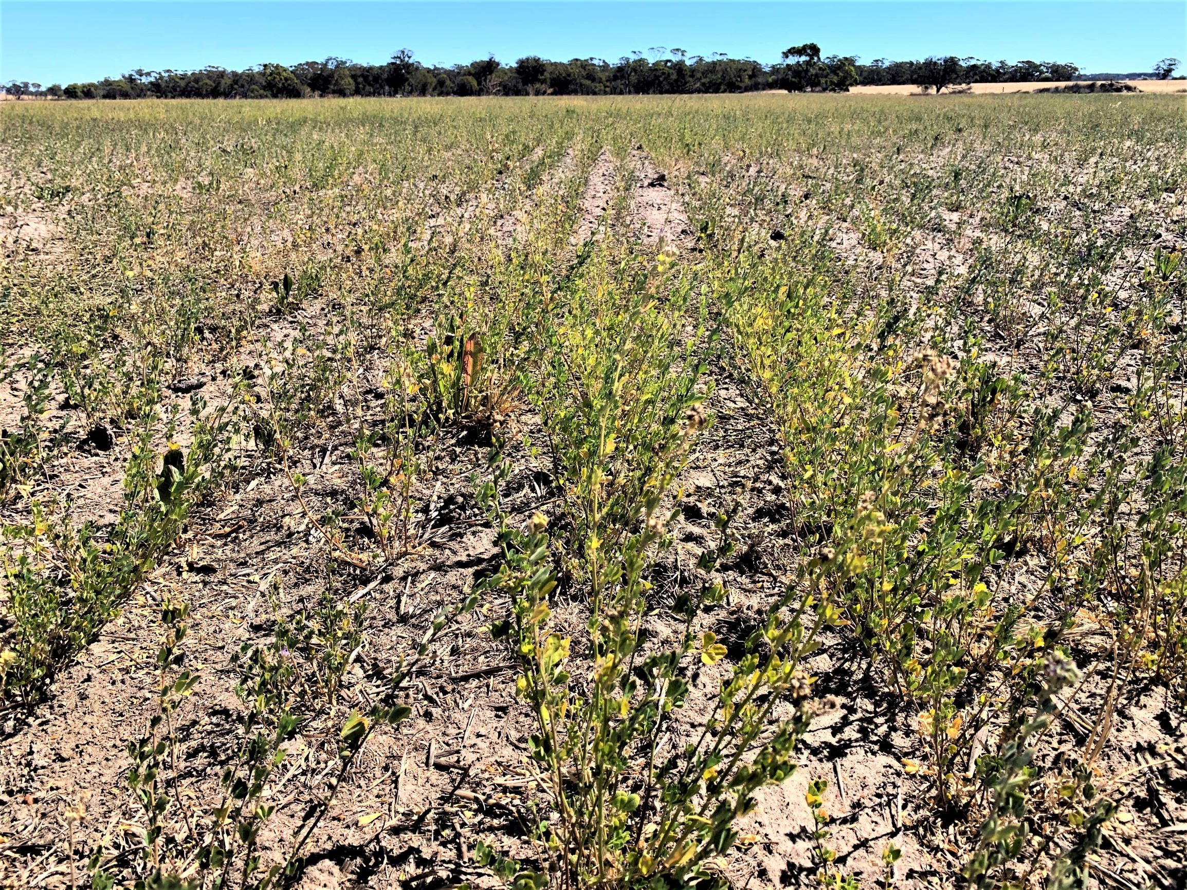 Lucerne and Chicory plantings at Ken Mutton's demonstration paddock are performing well.