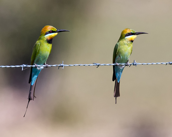 Rainbow Bee-eater | Wheatbelt Natural Resource Management Inc