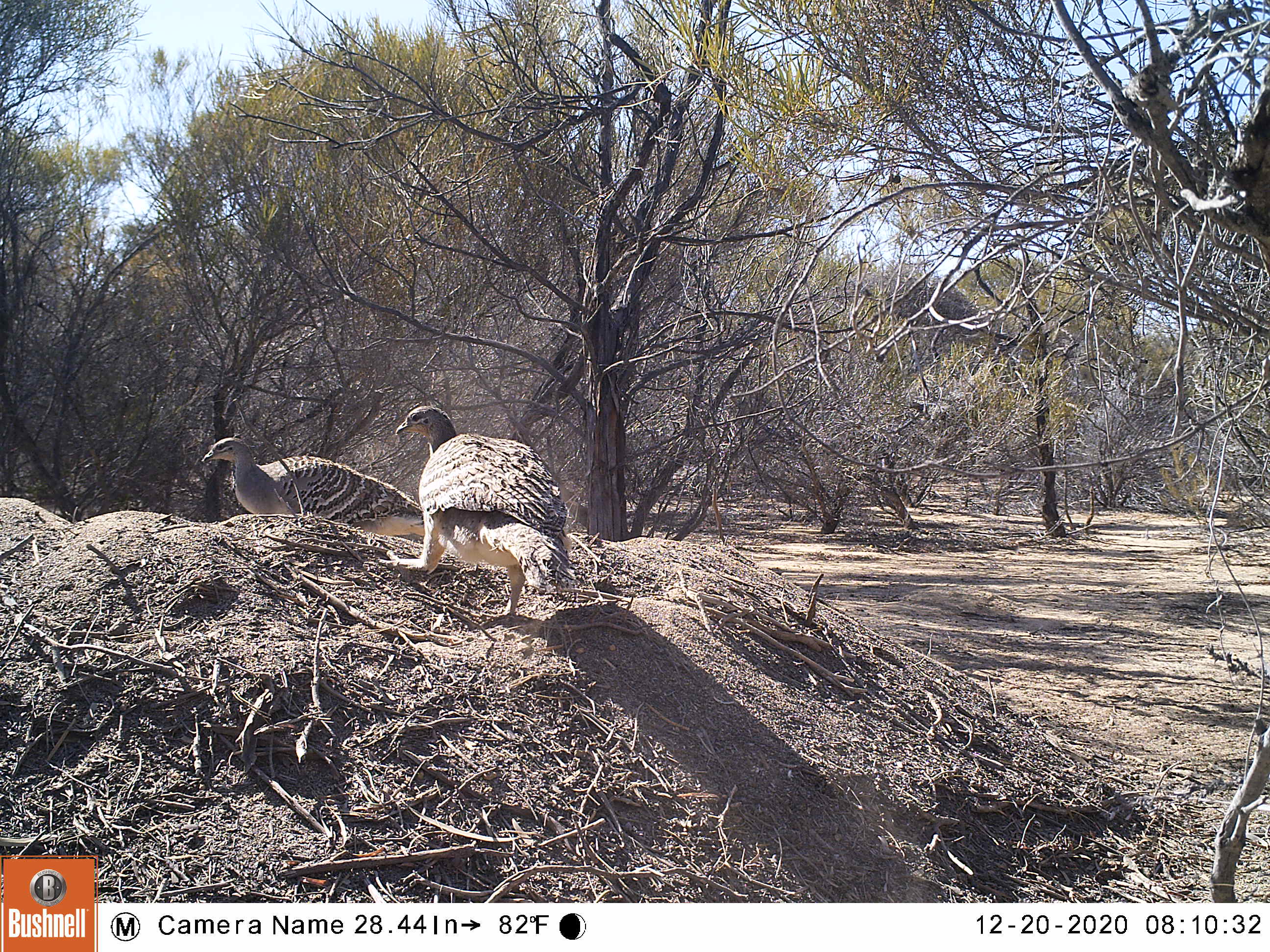 Malleefowl captured on camera tending to a mound in the Wheatbelt