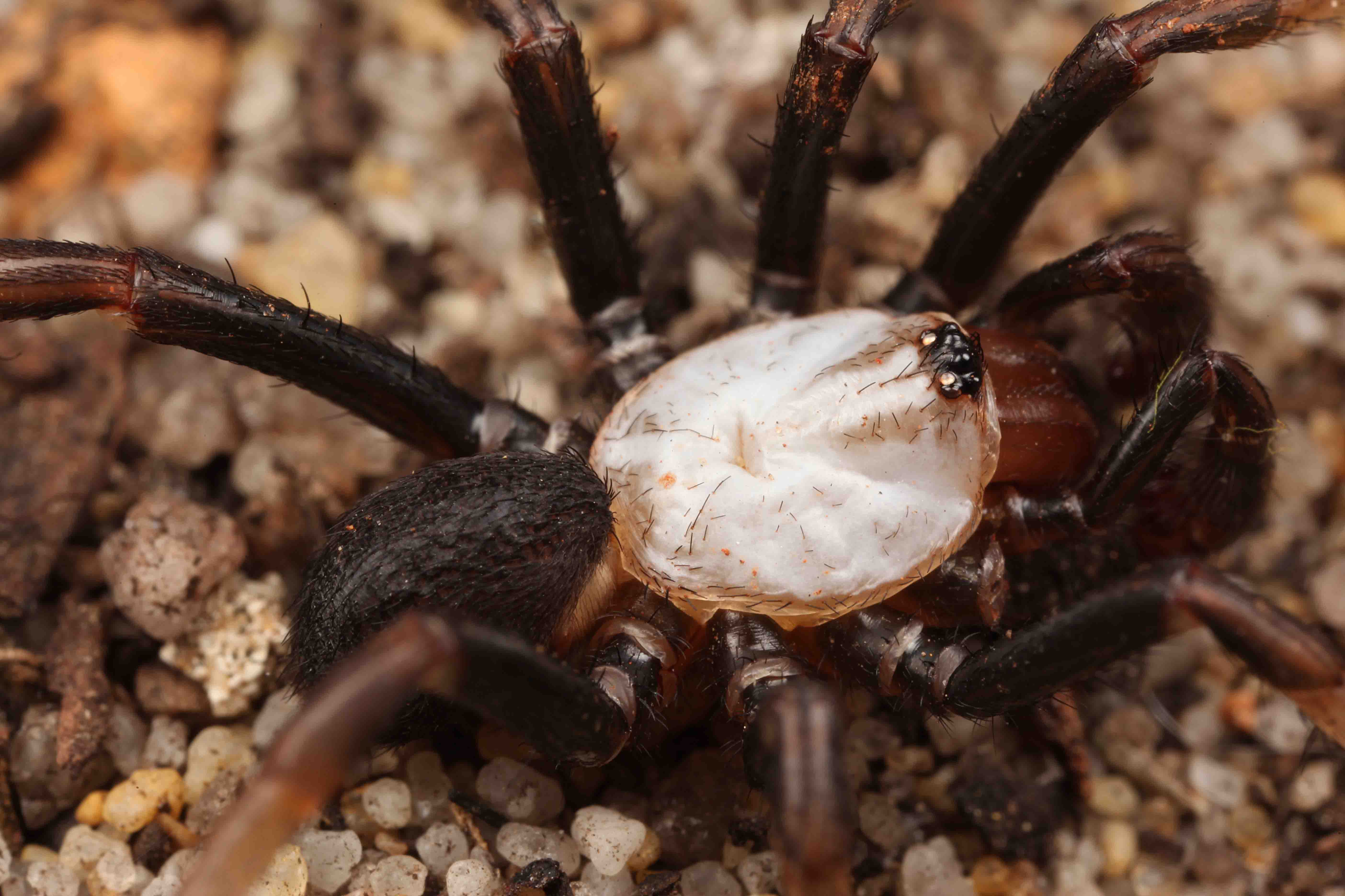Super-size trapdoor spider discovered in Australia